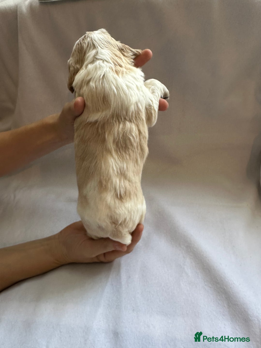 Cocker Spaniel dogs for sale: Cocker spaniel pups - Image 22