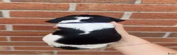 Sprocker dogs for sale: 7 beautiful sprocker spanials - Advert 29