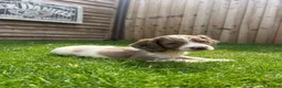 Cockapoo dogs for sale: Stunning F1 Miniature Cockerpoo Puppies - Advert 19