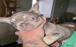 French Bulldog dogs for sale: Stunning litter of French bulldog puppies  - Image 17