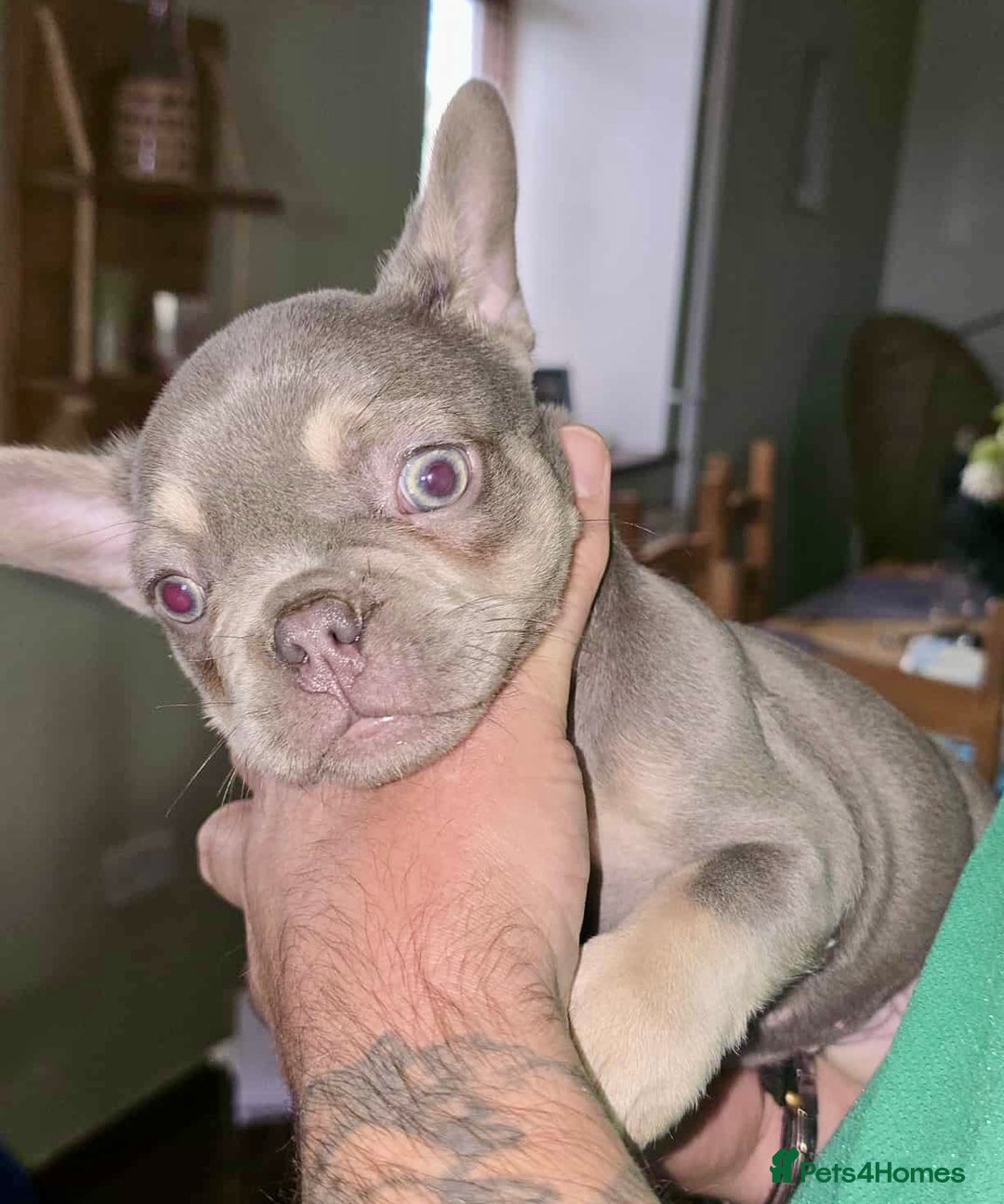 French Bulldog dogs for sale: Stunning litter of French bulldog puppies  - Image 17