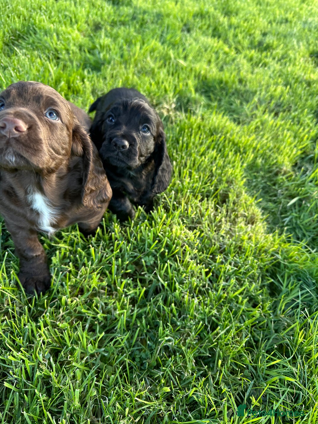 Cocker Spaniel dogs for sale: Ready 4th Dec Working Cocker Spaniel - Advert 1