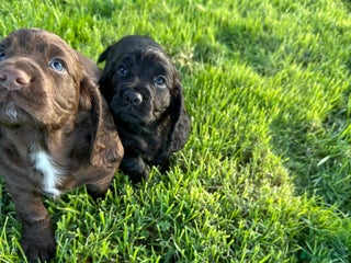 Cocker Spaniel dogs Ready 4th Dec Working Cocker Spaniel - Advert 16
