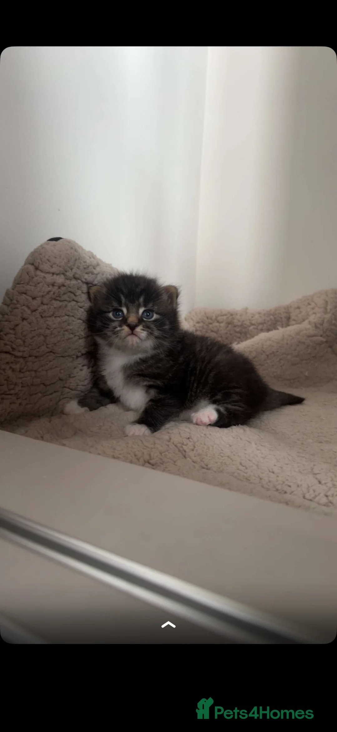 Mixed Breed cats for sale: One singular male kitten  - Advert 2