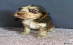 Cocker Spaniel dogs for sale: Outstanding KC Show Cockers 🐾 - Image 5