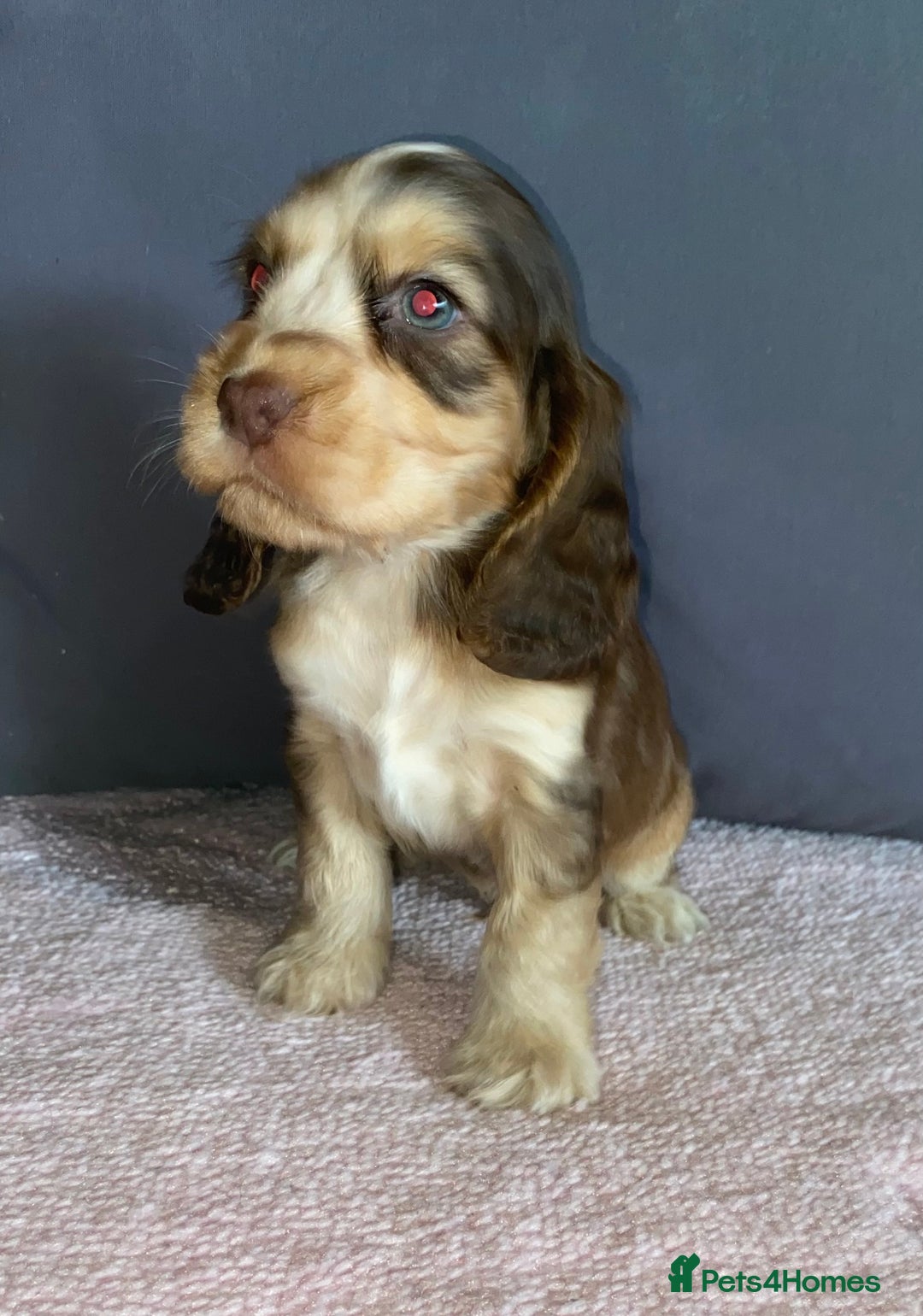 Cocker Spaniel dogs for sale: Outstanding KC Show Cockers 🐾 - Image 5