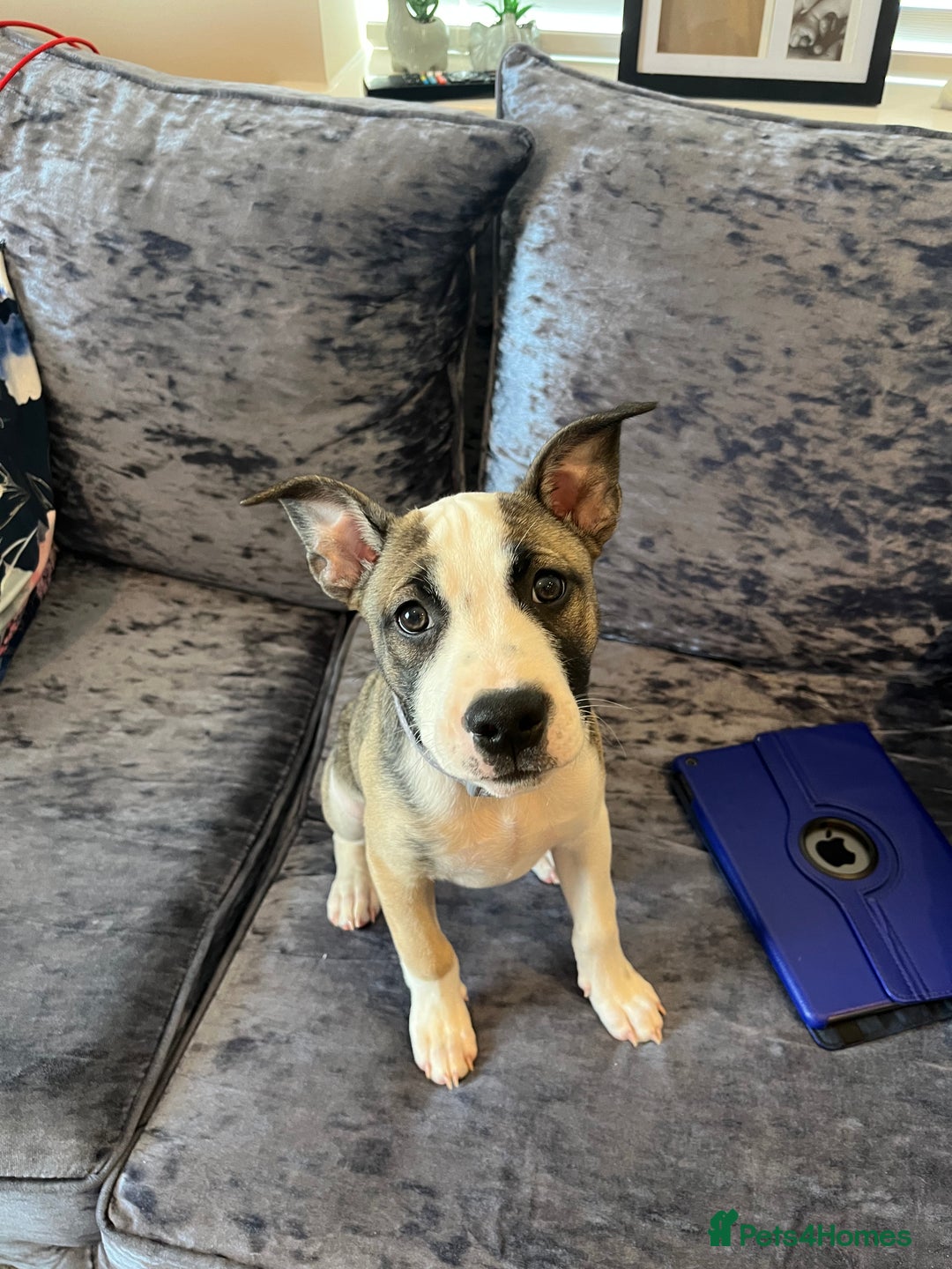 Mixed Breed dogs for sale: Puppy for sale  - Image 7