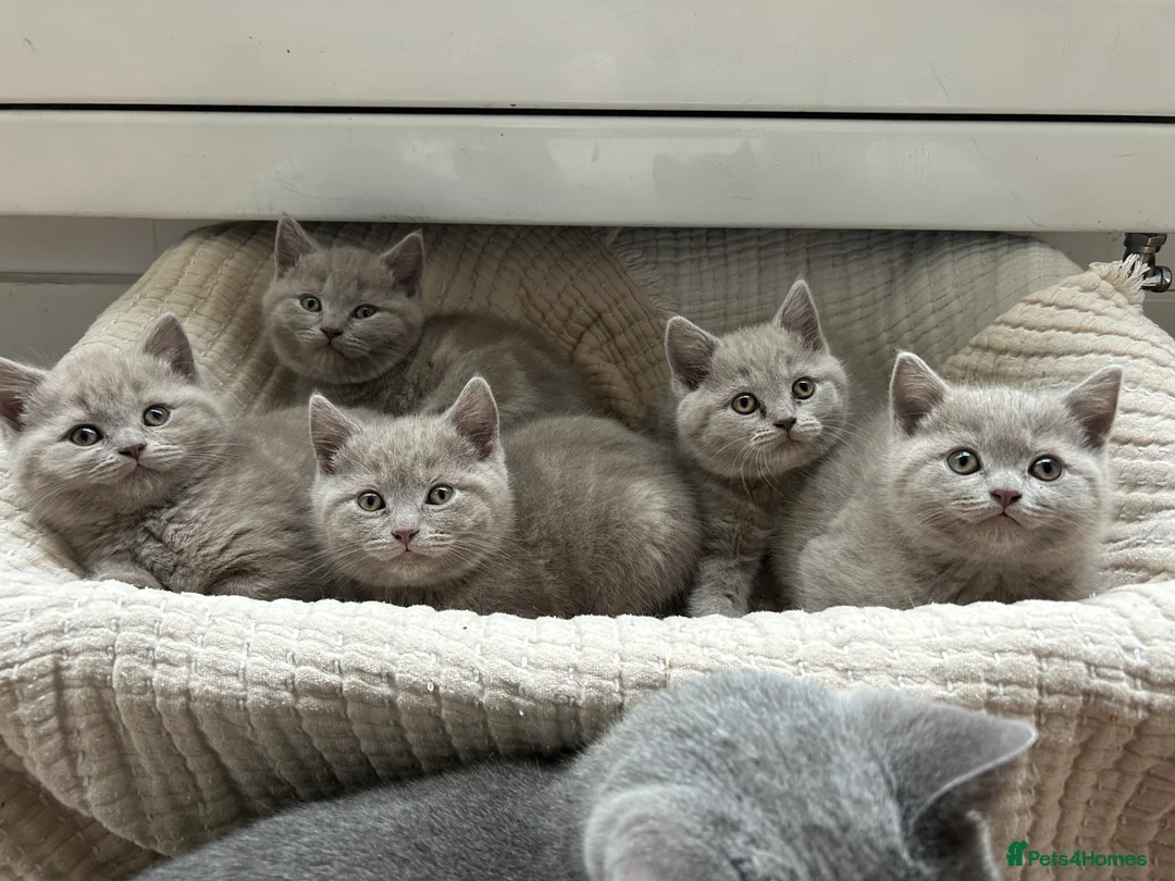 British Shorthair cats for sale: Gorgeous BSH pedigree kittens  - Advert 14