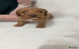 Cockapoo dogs for sale: Cockapoo puppies  - Image 7