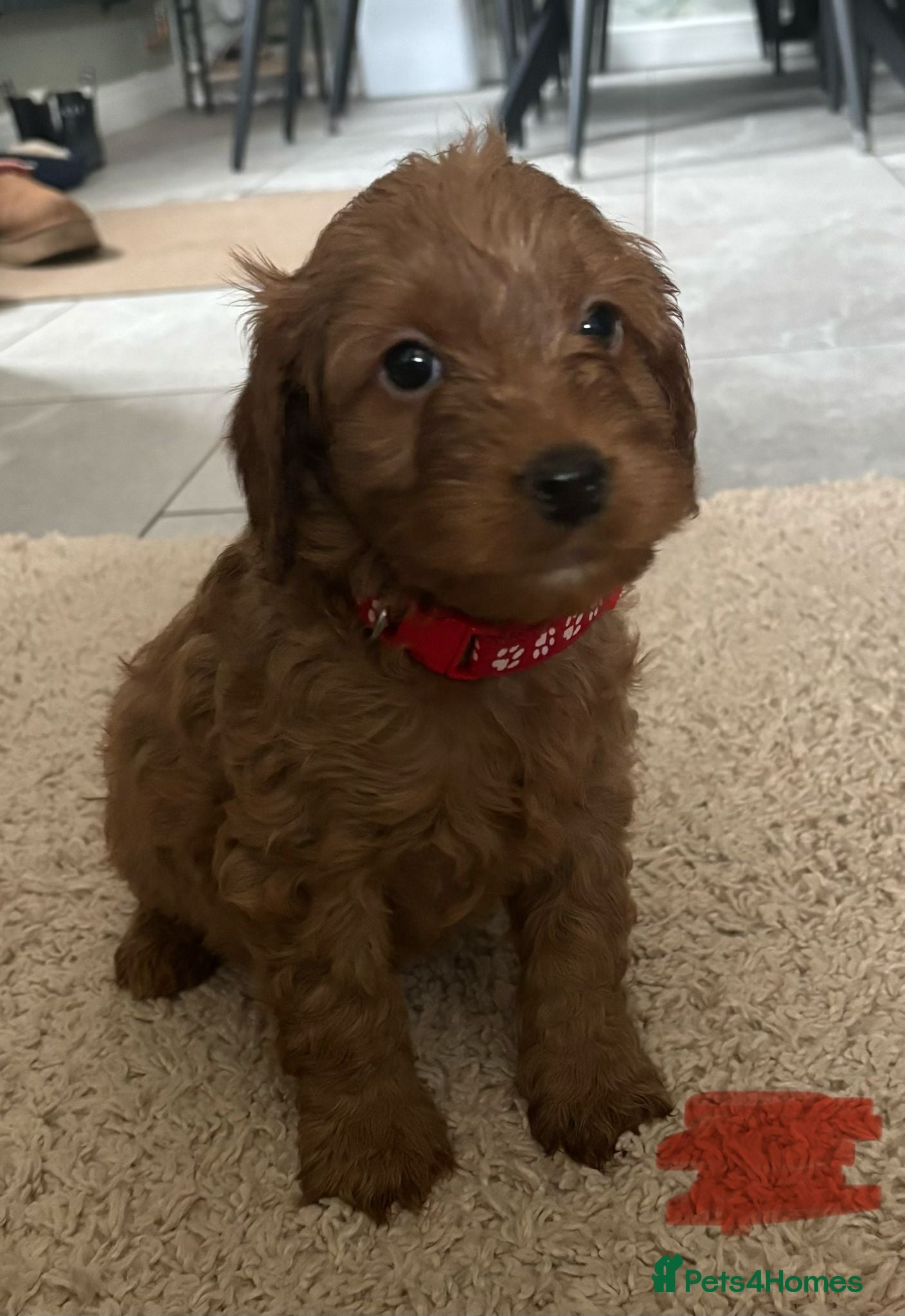 Cockapoo dogs Beautiful f1 red cockerpoos - Advert 10