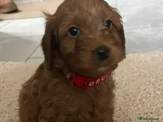 Cockapoo dogs Beautiful f1 red cockerpoos - Advert 6