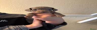 Dachshund 3