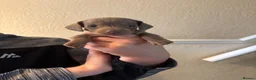 Dachshund dogs for sale: Miniature dachshund  - Advert 5