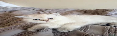 Scottish Fold Kitten 1