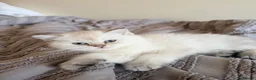 Scottish Fold cats for sale: Scottish Straight Longhair kittens - Advert 3
