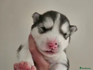 Alaskan Malamute dogs Full Alaskan Malamute puppies - Advert 7