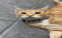 Mixed Breed cats for sale: Ginger male kitten - Image 7