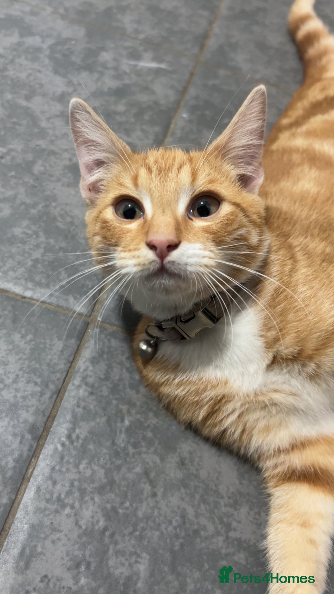 Mixed Breed cats for sale: Ginger male kitten - Image 7