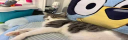Norwegian Forest Cat cats for sale: 3 kittens - Advert 4