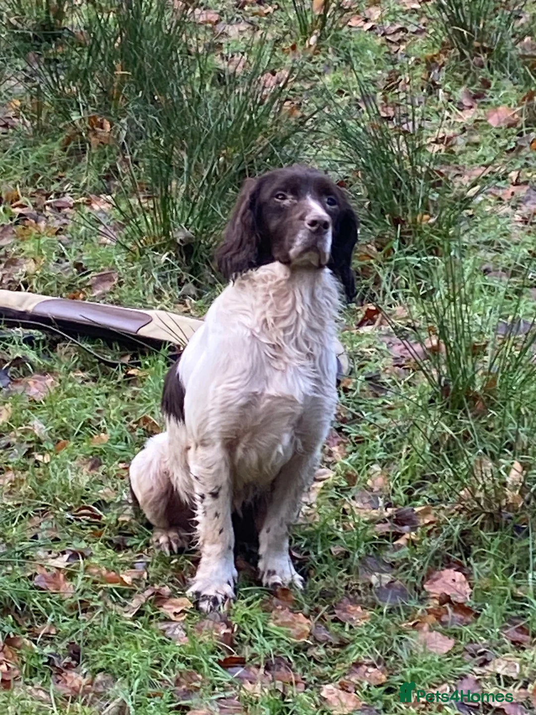 English Springer Spaniel dogs for sale: Springer pups for sale in Scunthorpe - Advert 2