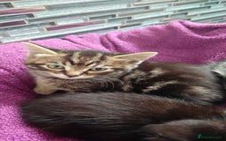 Mixed Breed cats for sale: Four nice kittens!!! - Image 4