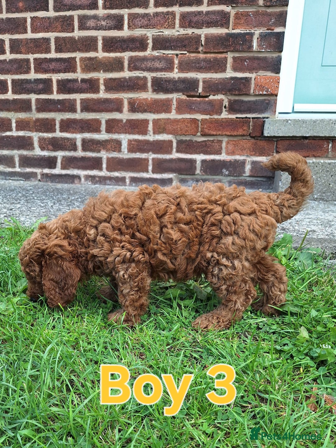 Cockapoo dogs for sale: READY NOW: 2x F1b curly red cockapoo boys - Image 8
