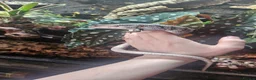Skink reptiles for sale: Pink toungh skinks  - Advert 5