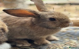 Mixed Breed rabbits for sale: Only 4 girls and 1 boy left  - Image 14