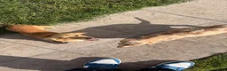 Miniature Dachshund dogs for sale: Mini dachshund  - Advert 1