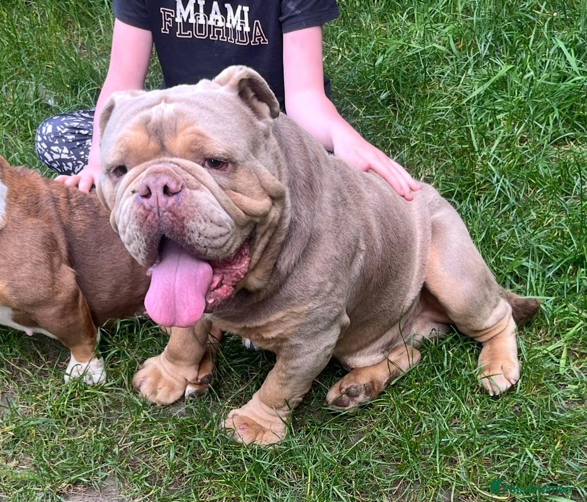 English Bulldog dogs for sale: Kruger the English bulldog - Advert 2