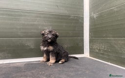Mixed Breed dogs for sale: Ultimate Family Companion Dogs  - Image 1