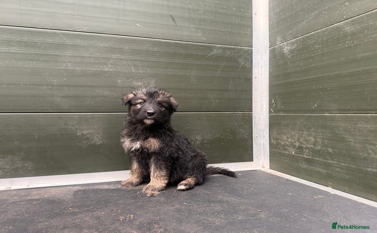 Mixed Breed dogs - Advert 16