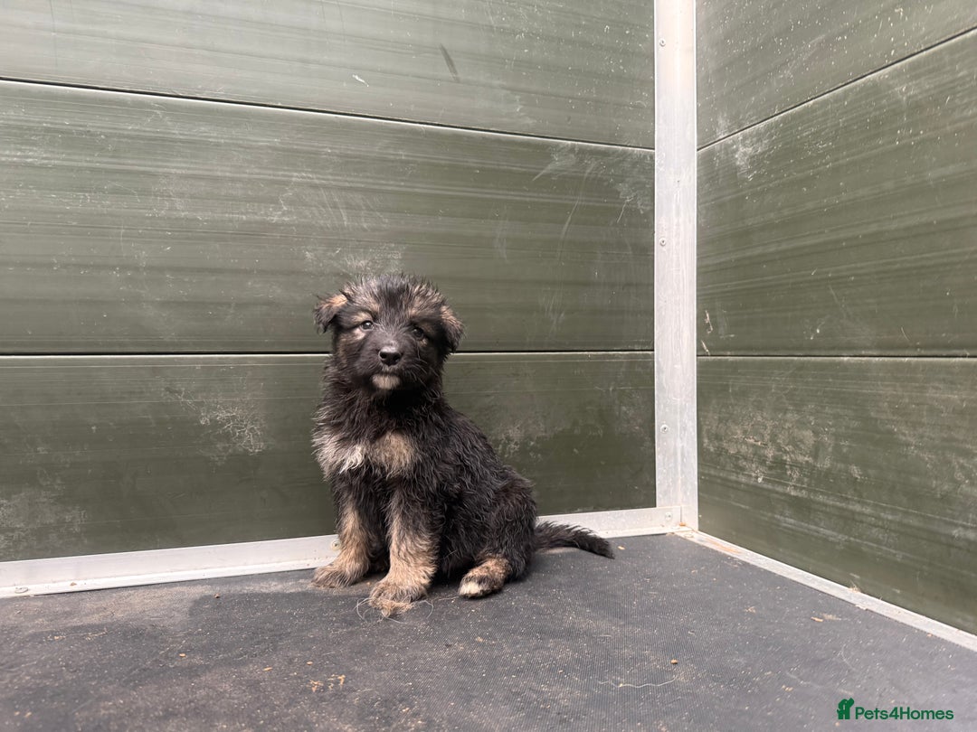 Mixed Breed dogs for sale: Ultimate Family Companion Dogs  - Image 1