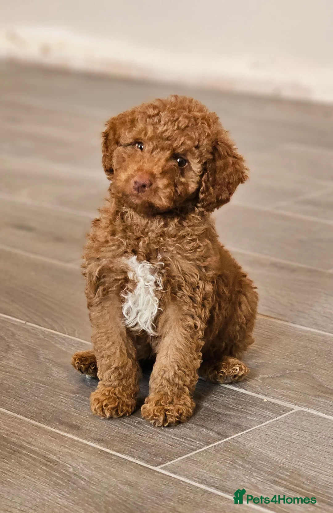 Australian Labradoodle dogs for sale: Stunning Miniature Australian Labradoodle pups - Advert 3