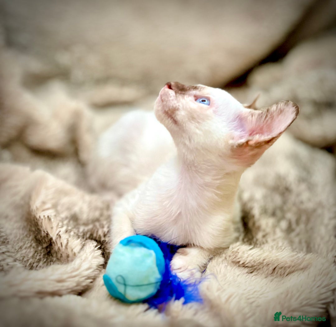 Siamese cats for sale: Stunning Siamese Kittens - Champion Bloodlines - Advert 12