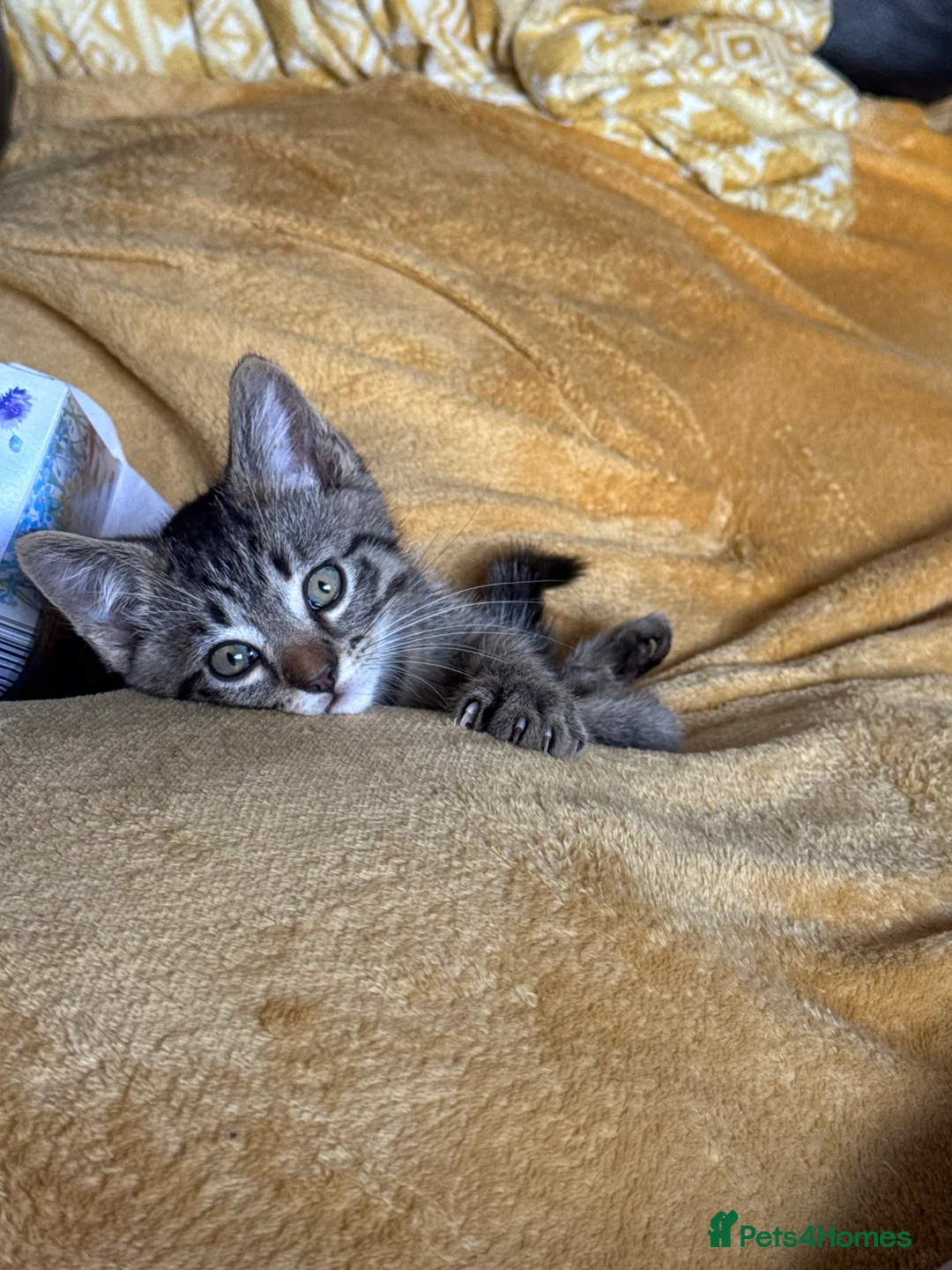Maine Coon cats for sale: Manecoon x Munchkin  - Advert 3