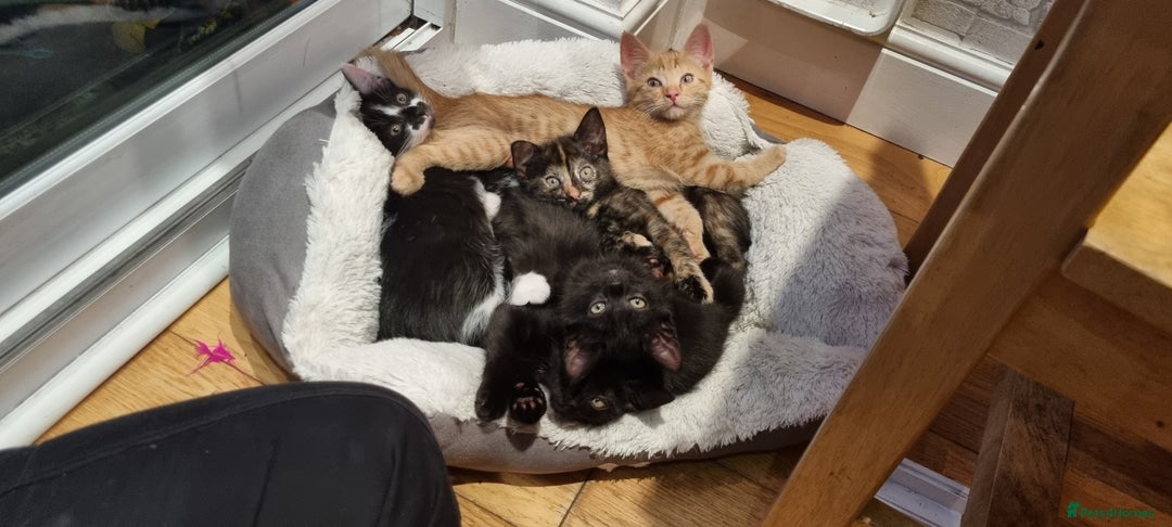 Mixed Breed cats for sale: 2 Little Black Girl Kittens - Advert 5