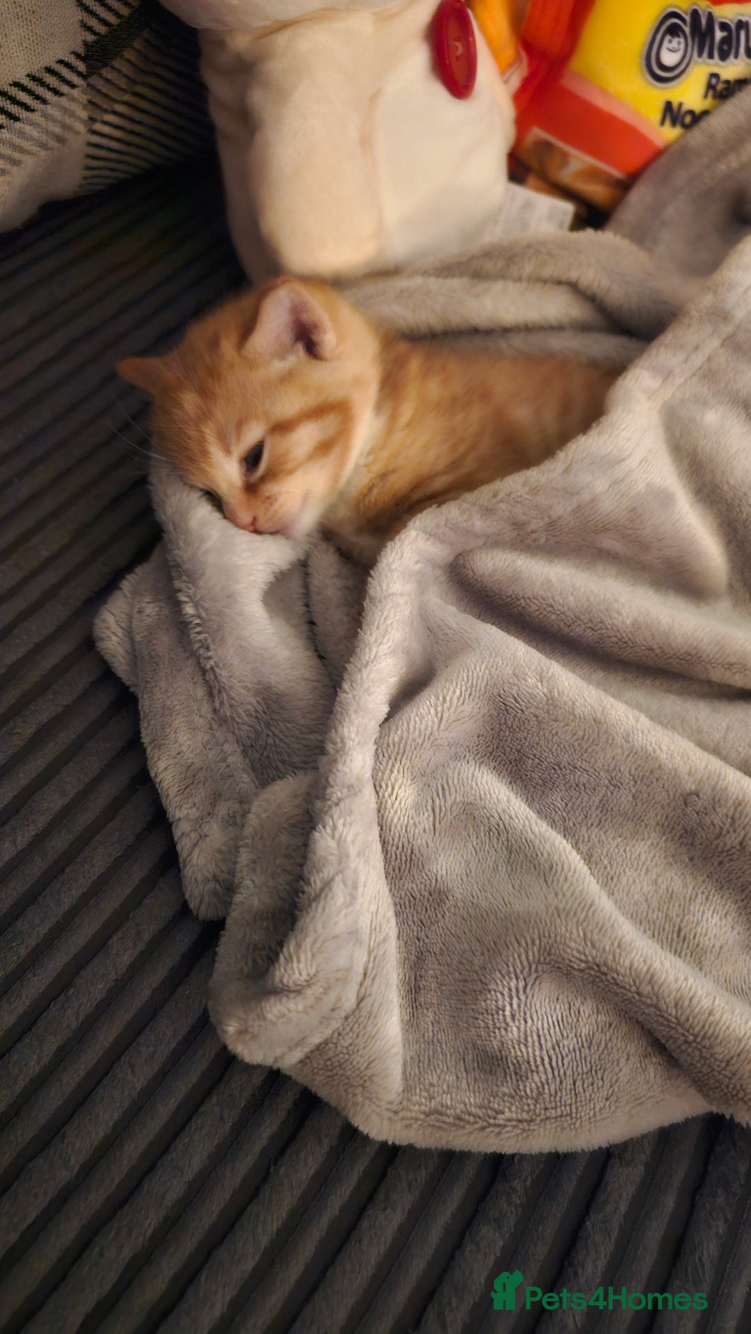 British Shorthair cats for sale: A Kitten for  **   - Advert 11