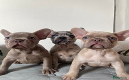 French Bulldog dogs for sale: 3 FRENCHIE MALE PUPS LEFT - Advert 1