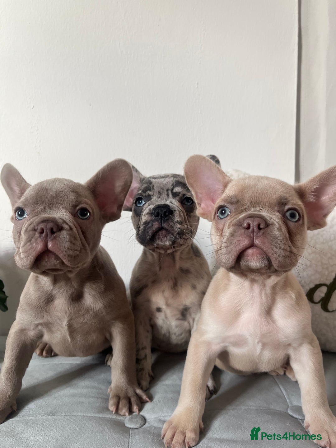 French Bulldog dogs for sale: 3 FRENCHIE MALE PUPS LEFT - Advert 1