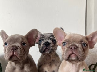 French Bulldog dogs 3 FRENCHIE MALE PUPS LEFT - Advert 2