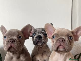 French Bulldog dogs 3 FRENCHIE MALE PUPS LEFT - Advert 8