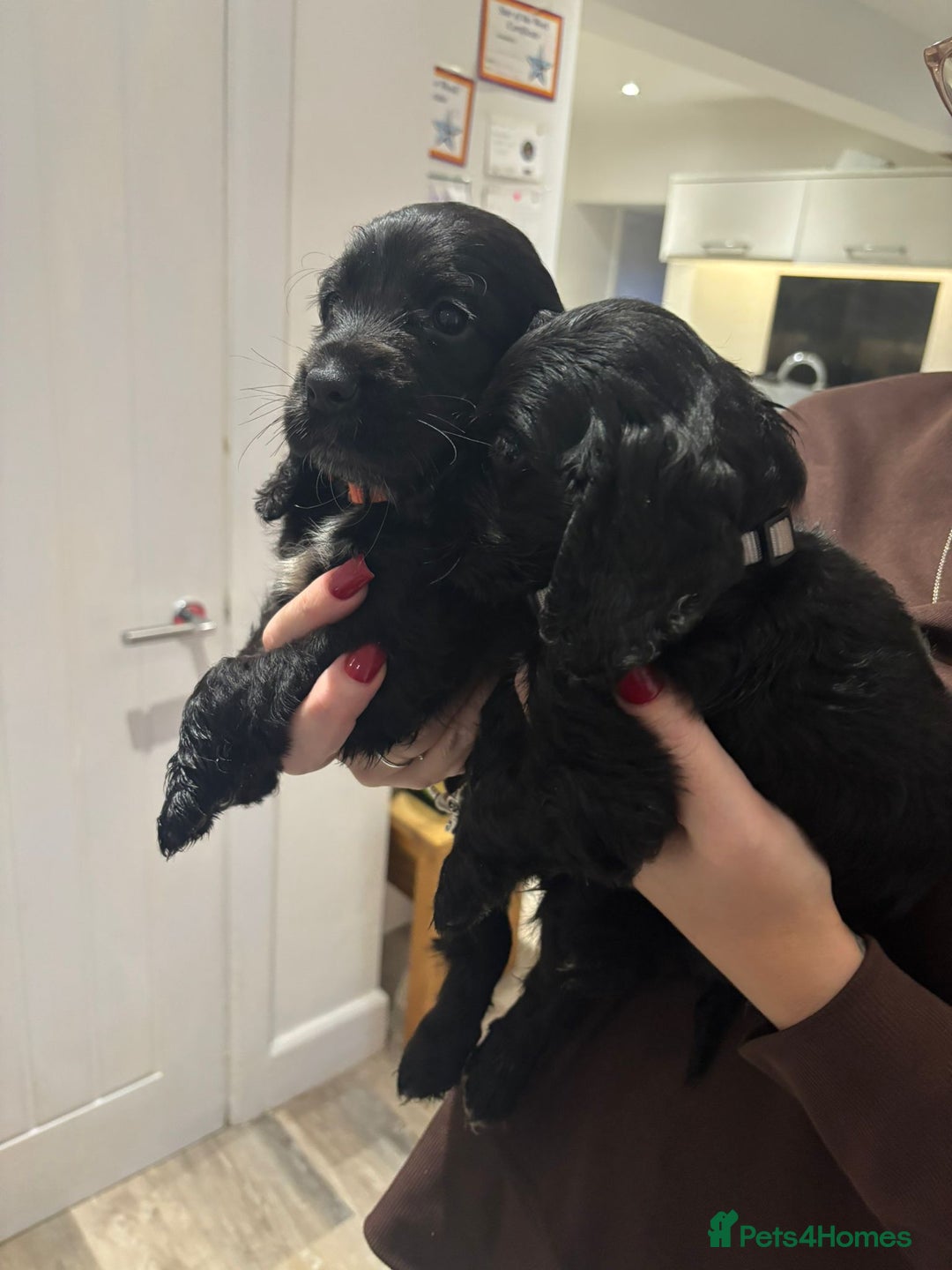Cocker Spaniel dogs for sale: Only 4 babies left  - Image 2