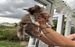 Maine Coon cats for sale: Registered Maine coon kittens  - Image 6