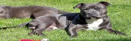 Staffordshire Bull Terrier dogs for stud: KC staffy stud - Advert 5