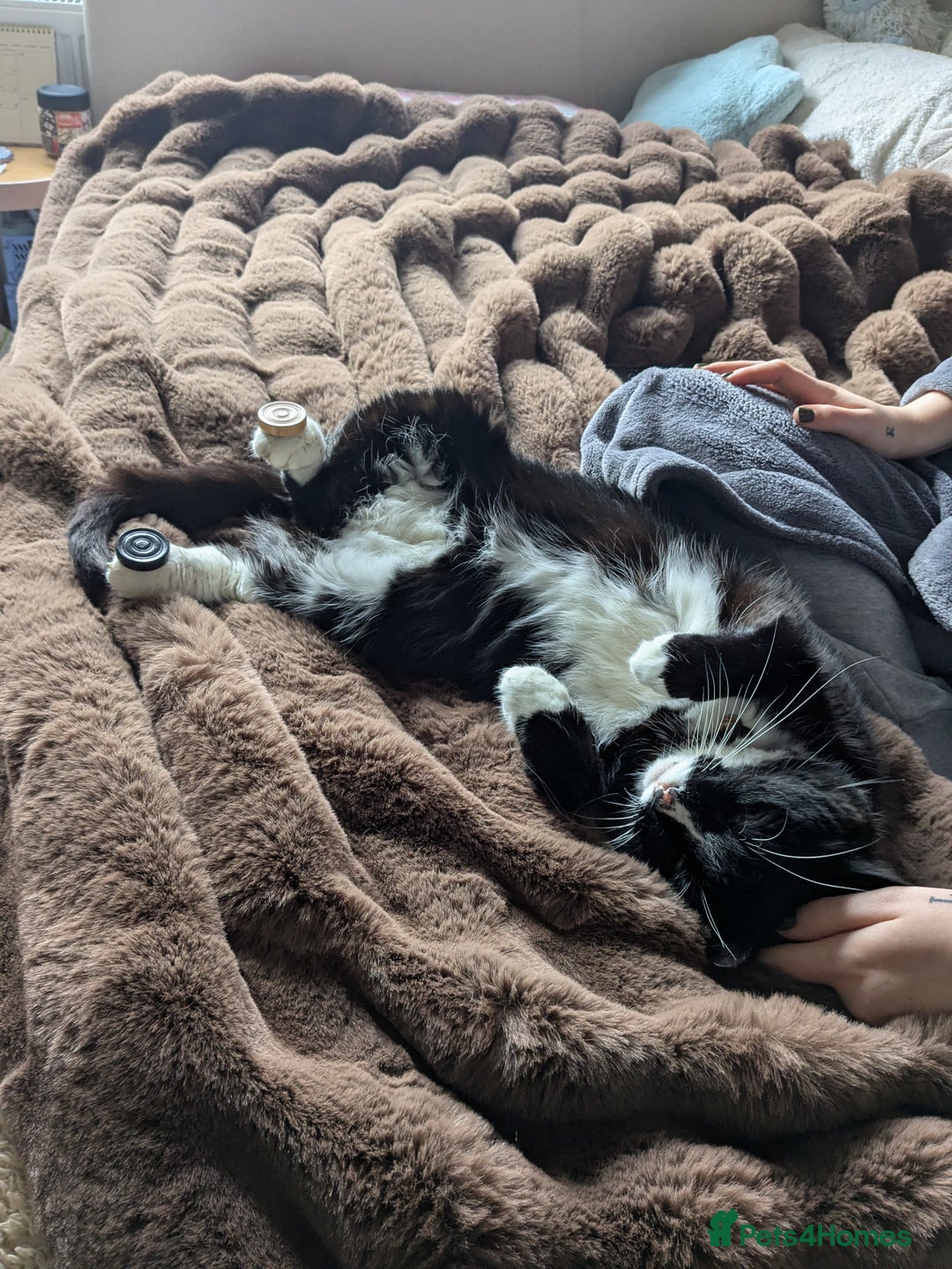 American Shorthair cats for sale: Conker - 15 year old  - Image 4