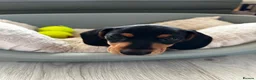 Dachshund dogs for sale: Miniature Dachshund Puppies Read Soon  - Advert 17