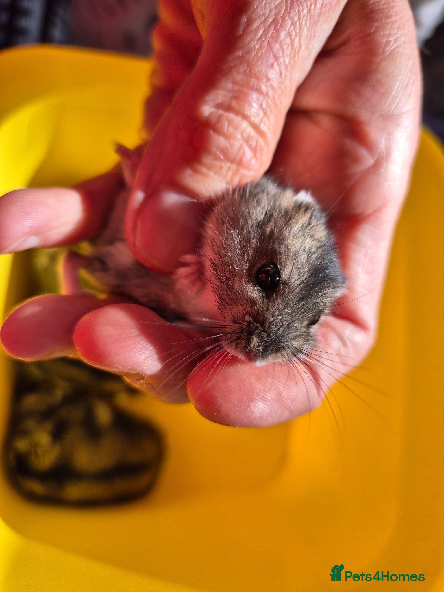 Hamster rodents for sale: Pedigree dwarf baby hamsters - Advert 6