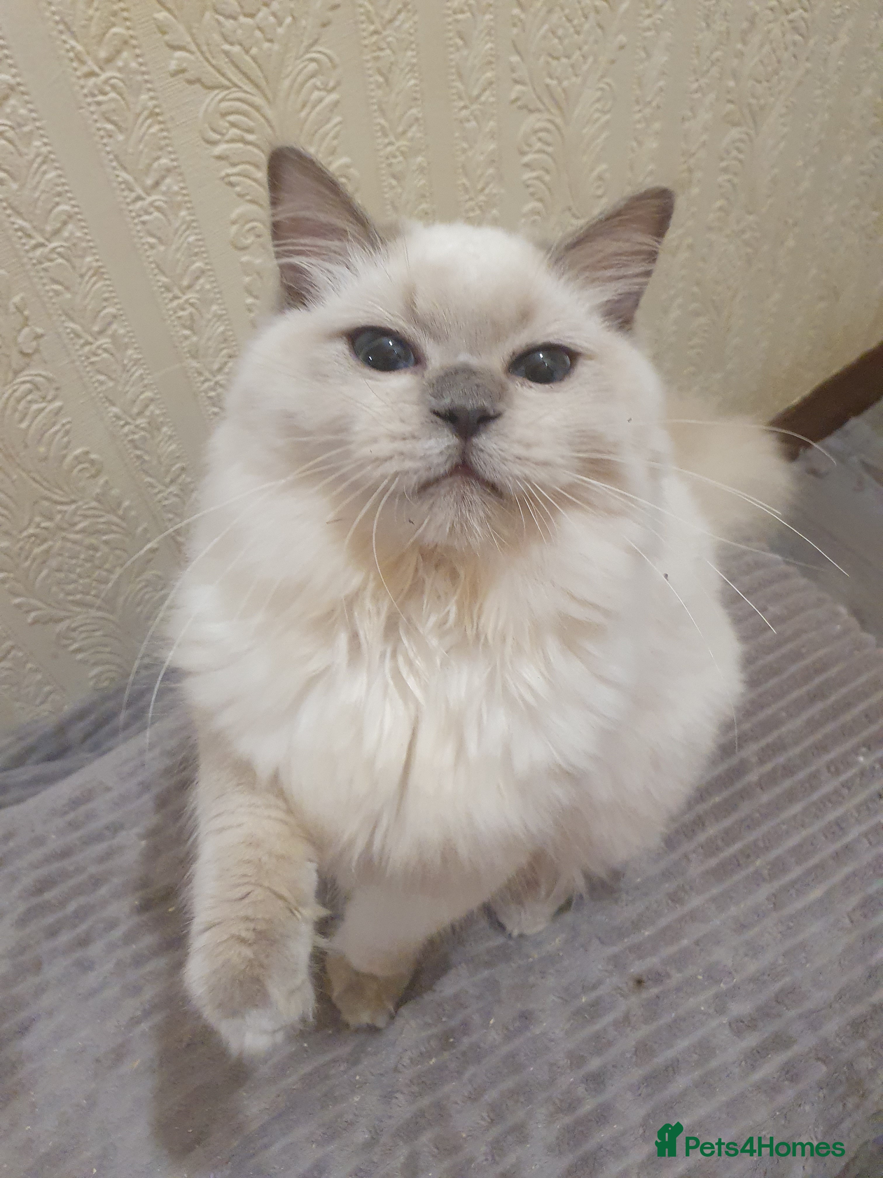 Ragdoll cats Last Lilac boy - Advert 3