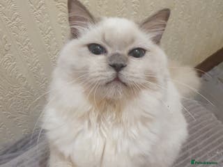 Ragdoll cats Last Lilac boy - Advert 13